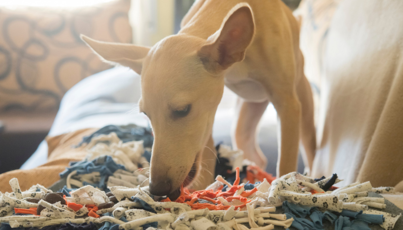 Invasion de punaises de lit : existe-t-il un chien renifleur au Mans ?